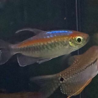 Congo Tetra