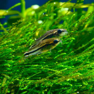 Pygmy Cory