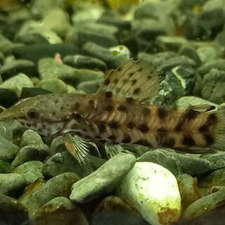 Hoplo Catfish