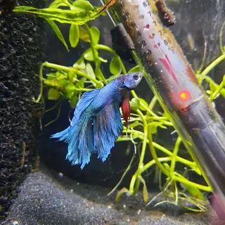Betta 2