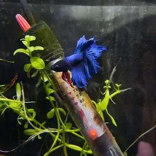 Betta 2