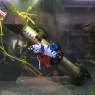 Betta 2