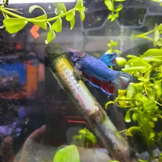 Betta 2