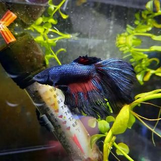 Betta 2