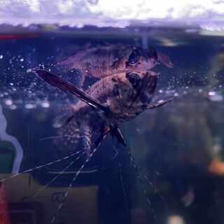 Pantodon Butterfly Fish