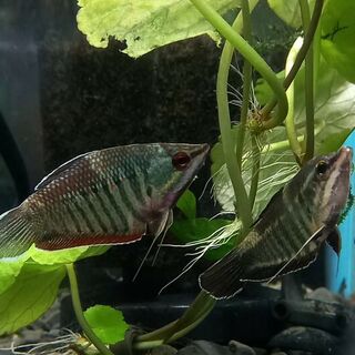 Samurai Gourami