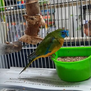 Turquoise Parrot
