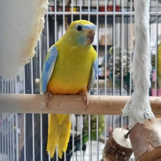 Turquoise Parrot