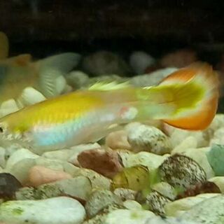 Platinum Flora Guppy pair