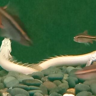 Leucistic Bichir