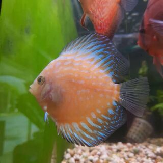 Yellow Mellon Discus