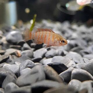 Scarlet Badis
