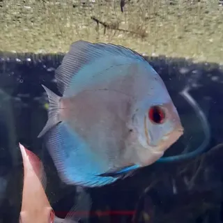 Blue Diamond Discus