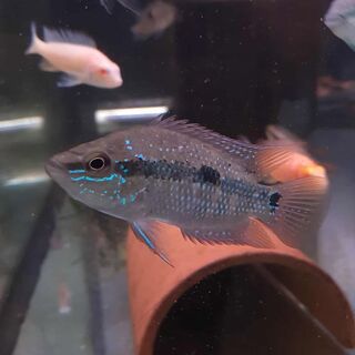 Salvini Cichlid