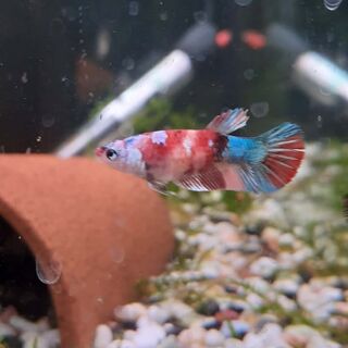 Betta Female Koi Nemo