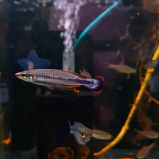 Madagascar Rainbows
