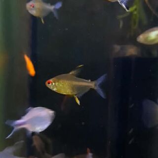 Lemon Tetra