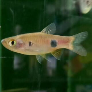 Clown Rasbora
