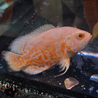Gold Tiger Oscar