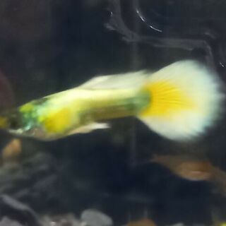 Luminex White Guppy Male