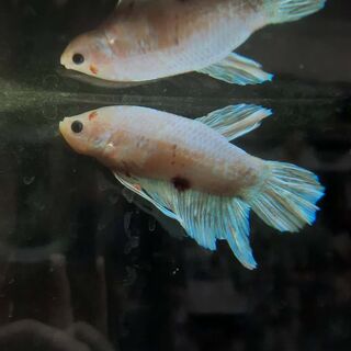 Betta 1
