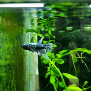 Betta 1