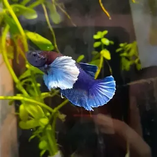 Betta 1