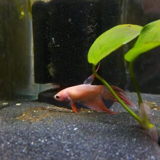 Betta 1