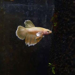 Betta 1