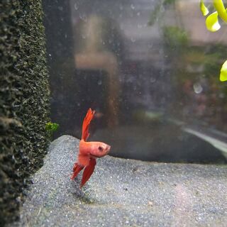 Betta 3