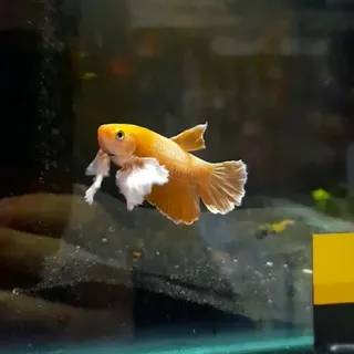 Betta 3