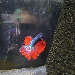 Betta 3