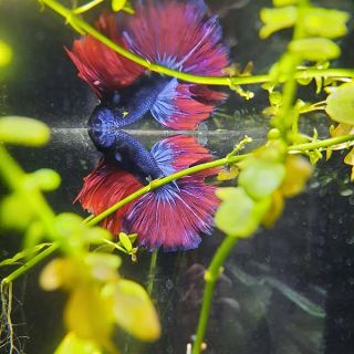 Betta 3