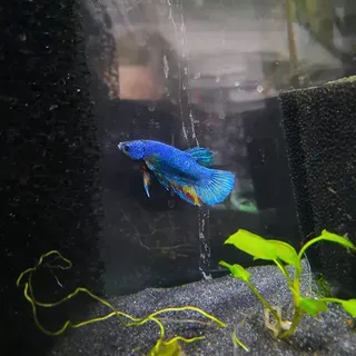 Betta 4