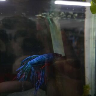 Betta 4