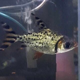 Flagtail Prochilodus