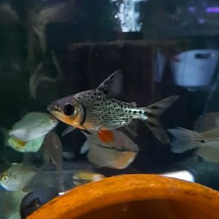 Flagtail Prochilodus