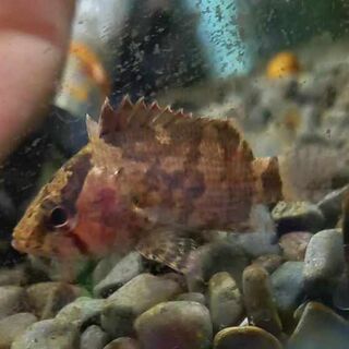 Sumatran Leaf Fish