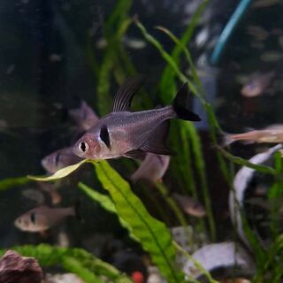 Black Phantom Tetra
