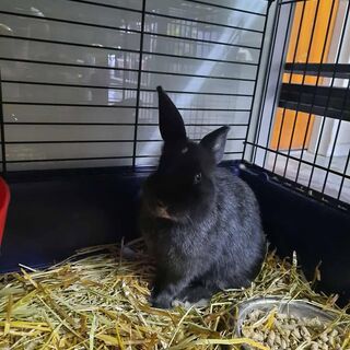 Rabbits
