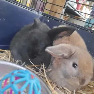 Rabbits