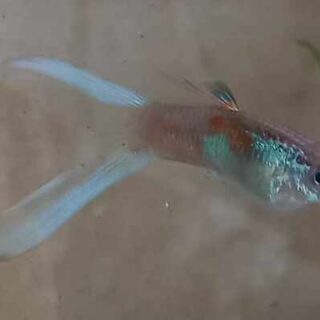 Blue Scissortail Guppy Trio