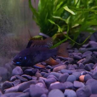 Black knight Ram