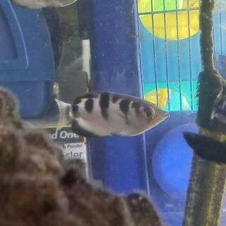 Archer Fish
