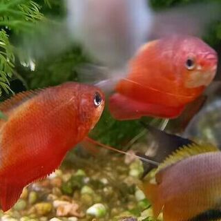 Bronze Gourami