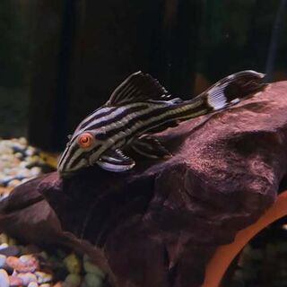 Royal Pleco
