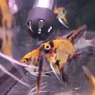 Red Devil Angel Fish