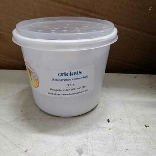 Crickets