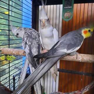 Cockatiels
