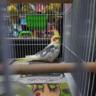 Cockatiels